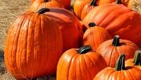 dýně pumpkins-1572864 1280